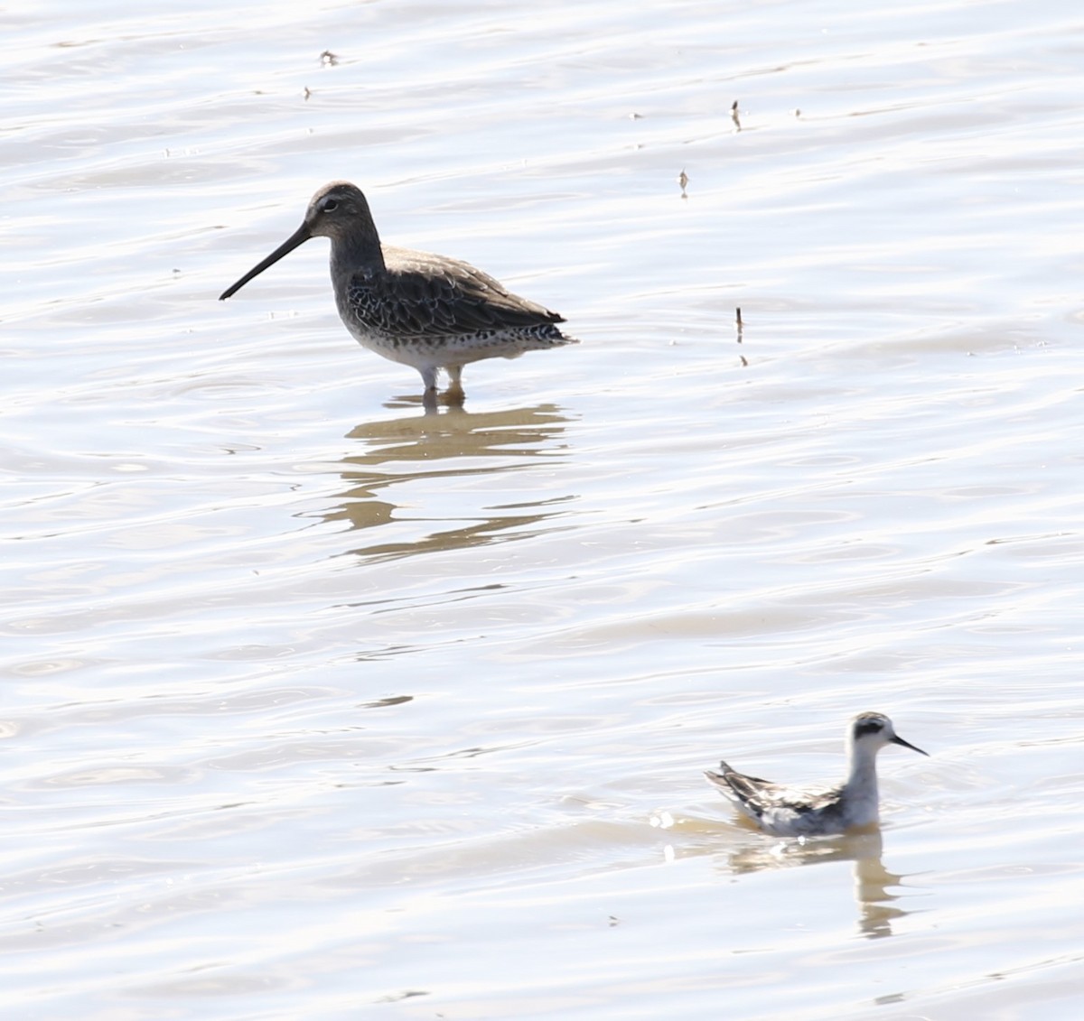 Long-billed Dowitcher - ML181892351