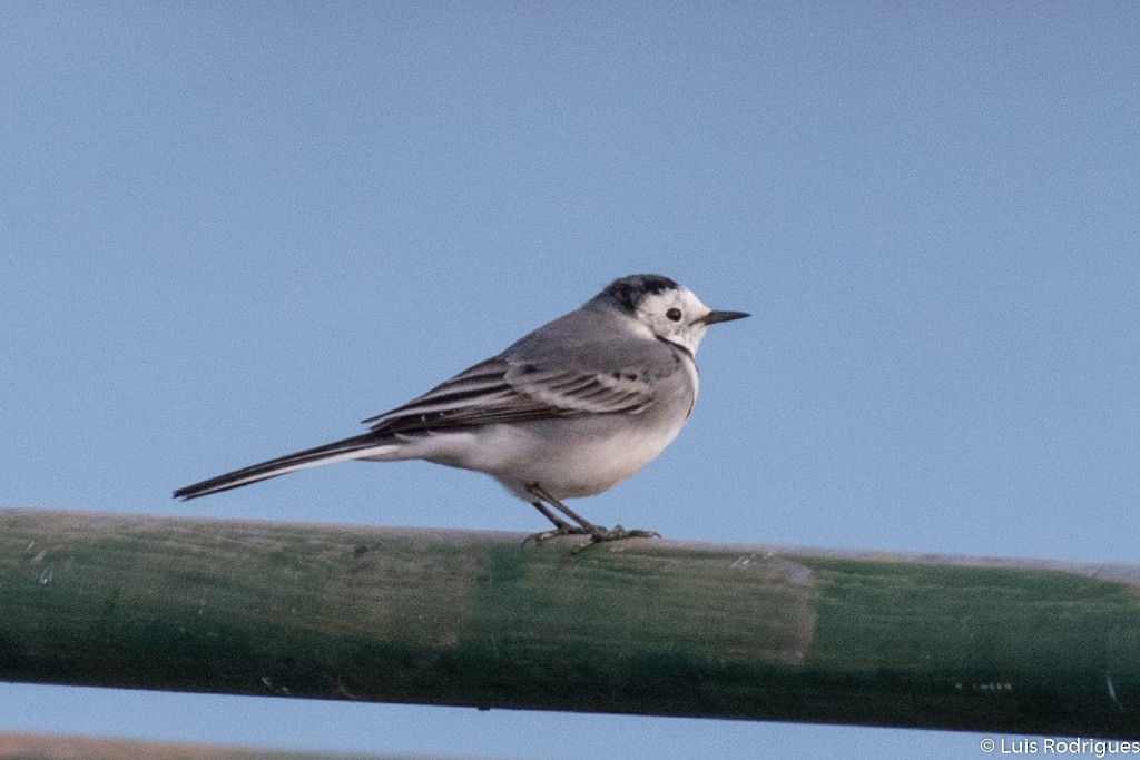 White Wagtail - Luis Rodrigues