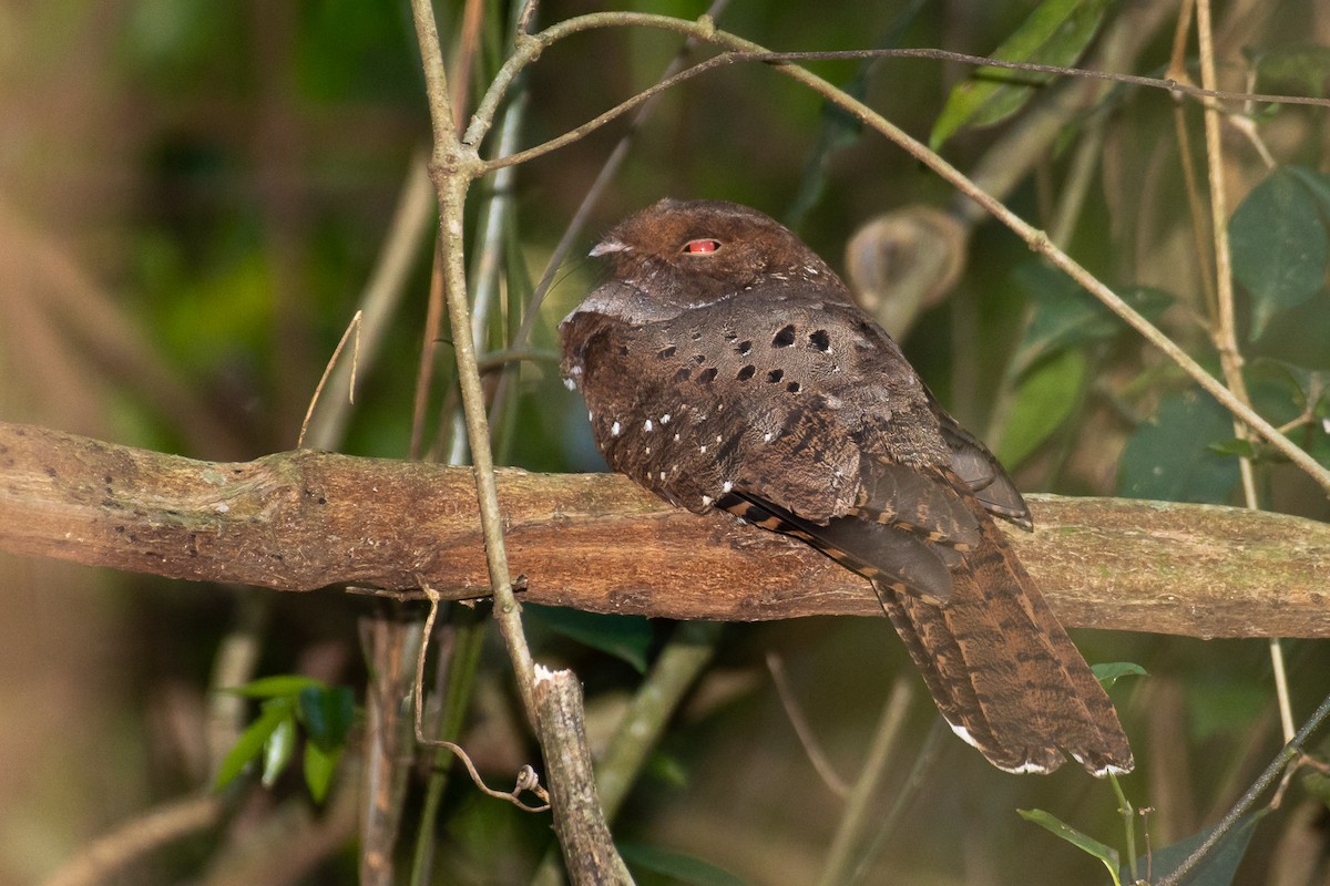 Ocellated Poorwill - ML181897081