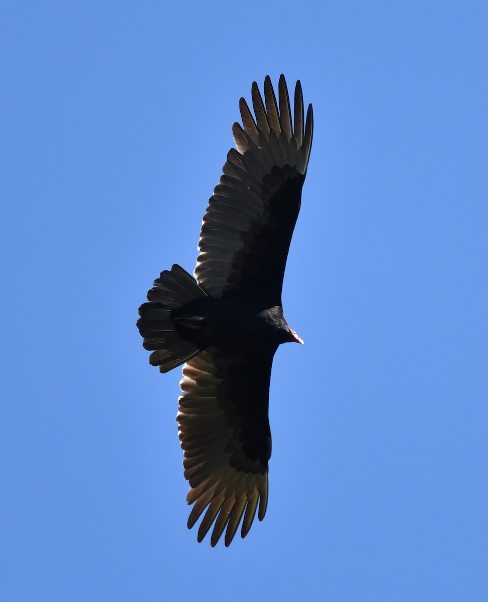 Turkey Vulture - Dean Turley
