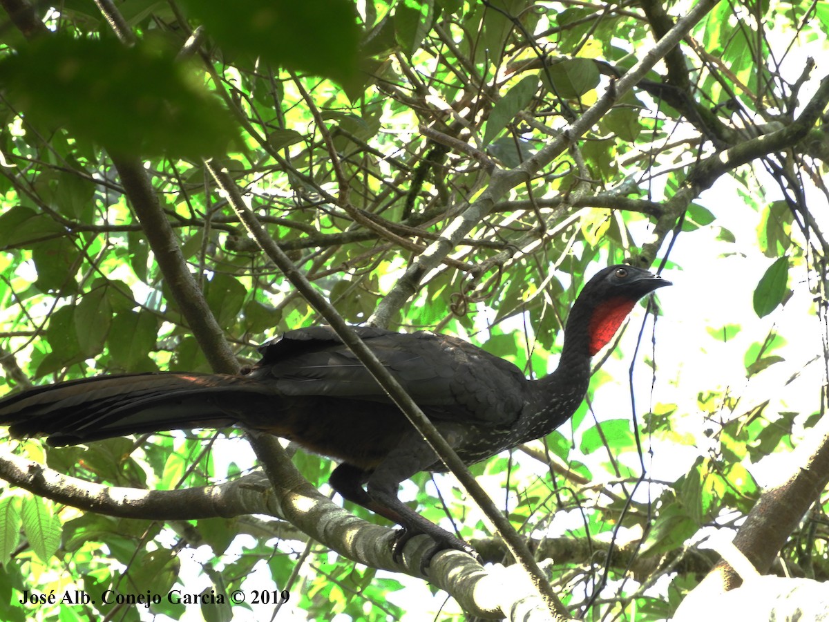 Crested Guan - ML181920241