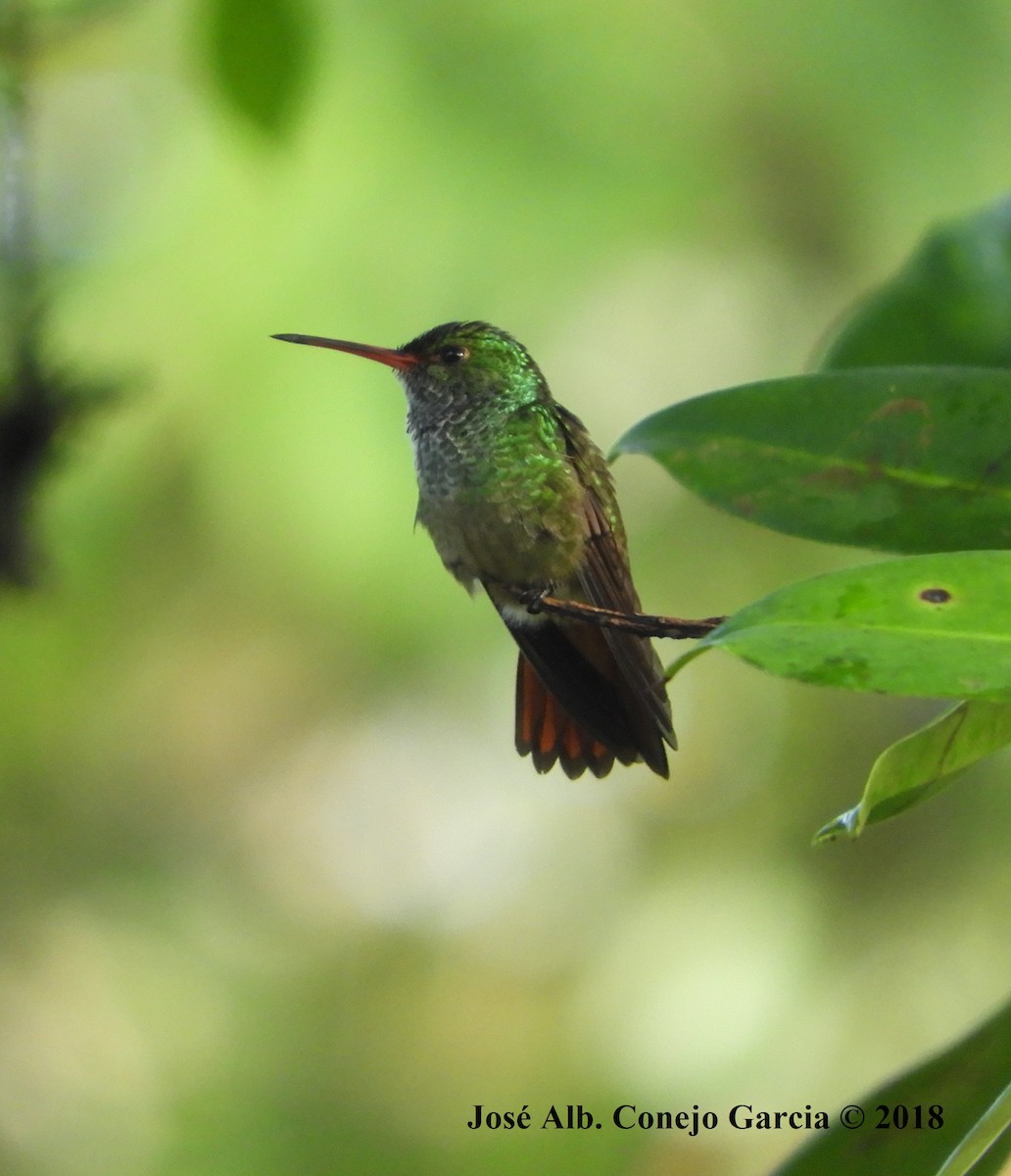 Rufous-tailed Hummingbird - José Alberto Conejo Garcia