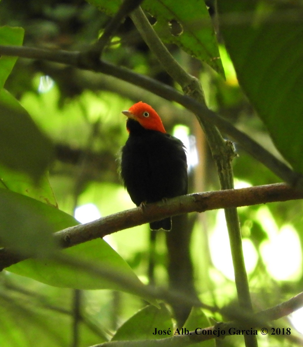Red-capped Manakin - ML181920541