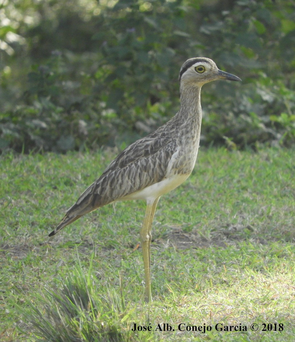 Double-striped Thick-knee - ML181922431