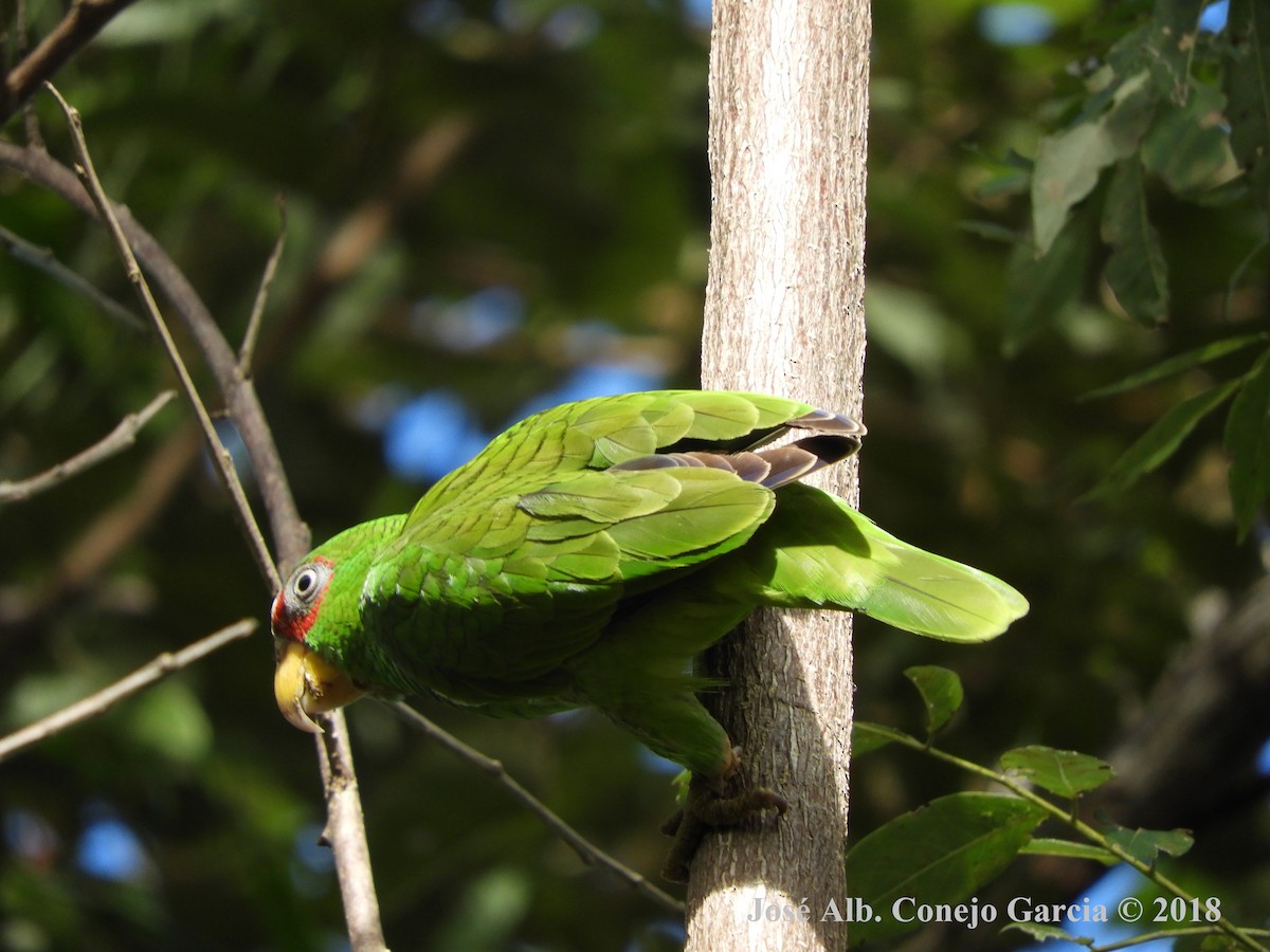 White-fronted Parrot - ML181922821