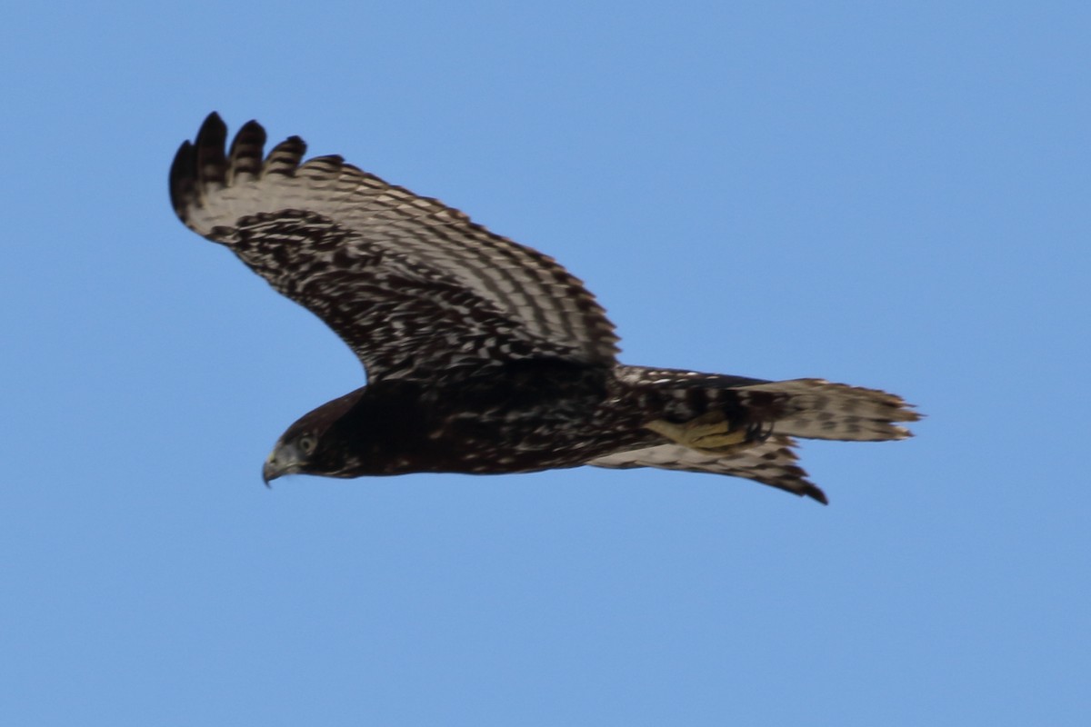 Red-tailed Hawk (Harlan's) - gord smith