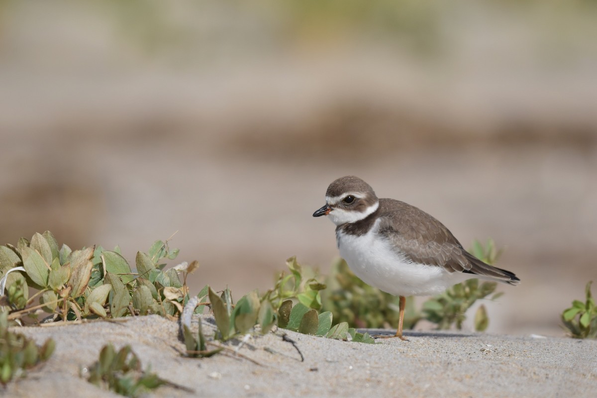 Semipalmated Plover - Nicolas Forestell