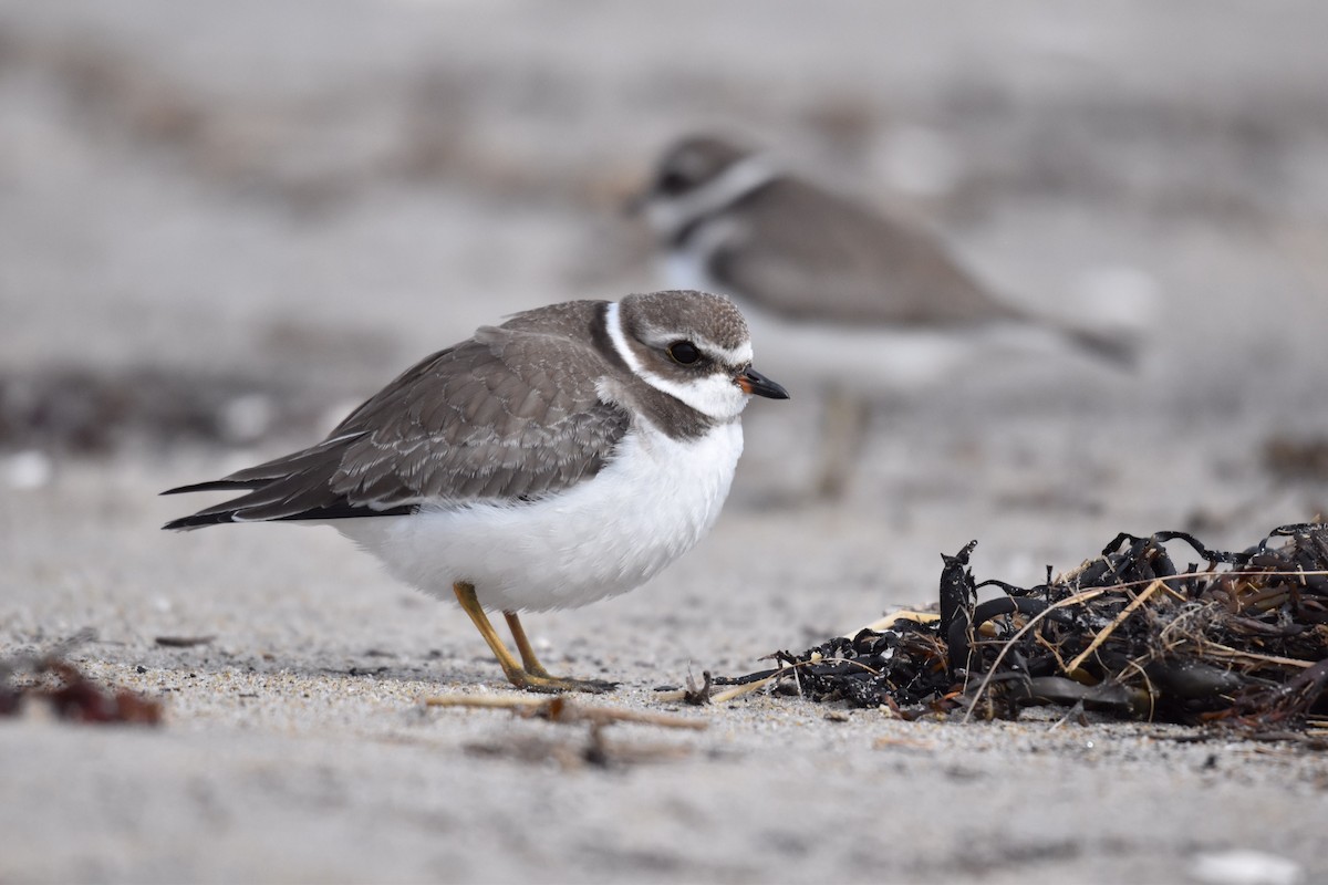Semipalmated Plover - ML181929921