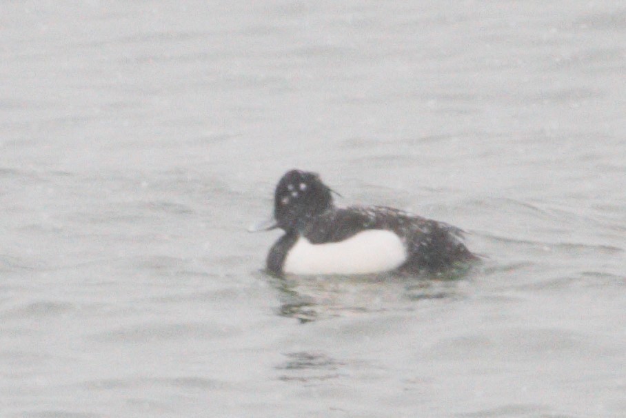 Tufted Duck - ML181930241