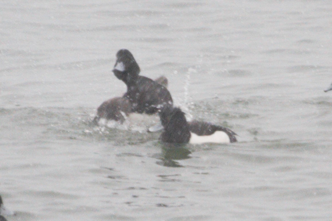 Tufted Duck - ML181930251