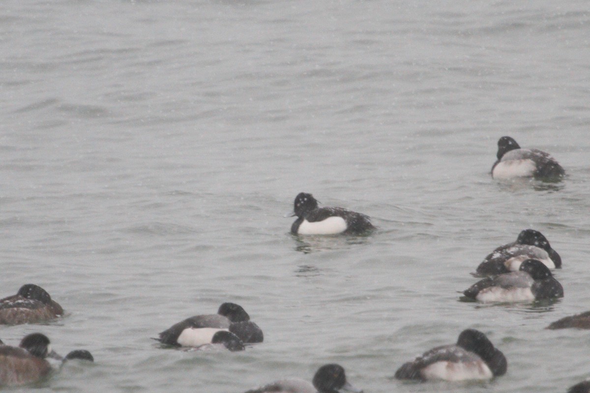 Tufted Duck - ML181930261
