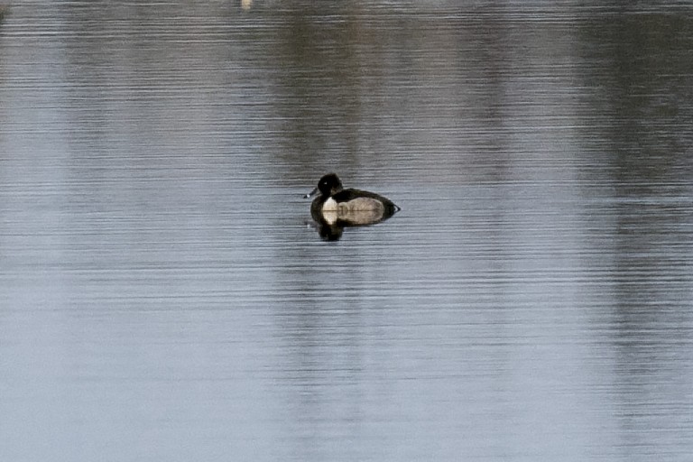 Ring-necked Duck - Janet Hill