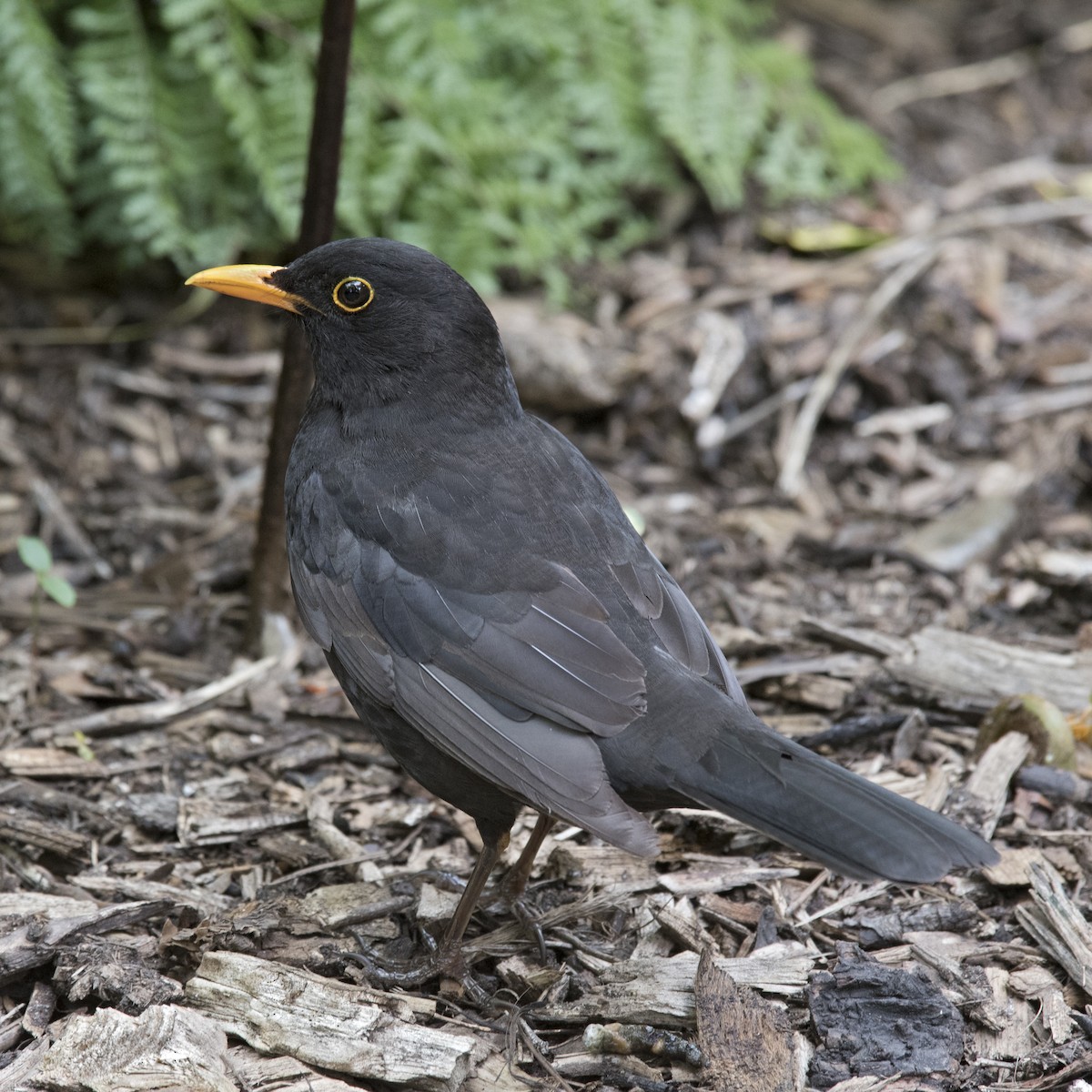 Eurasian Blackbird - ML181934361