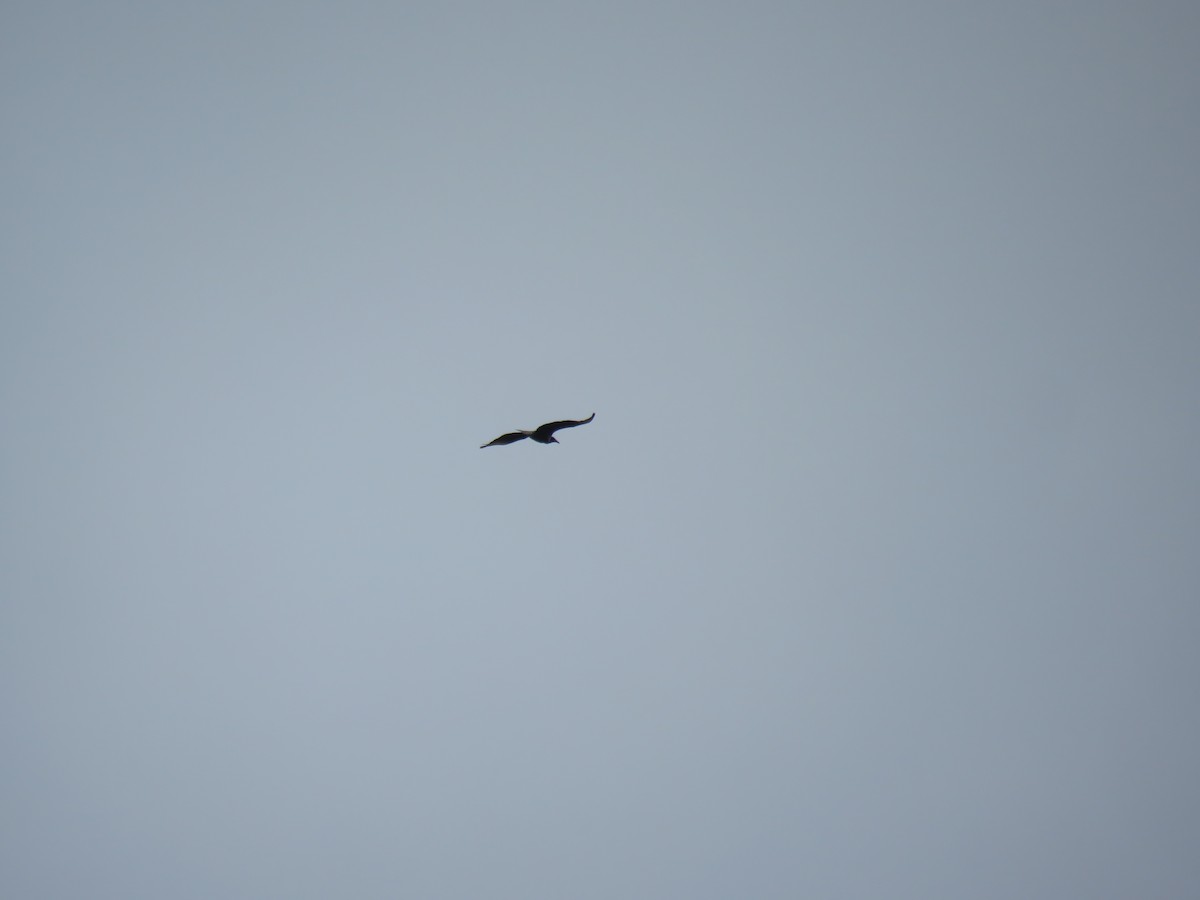 Black Vulture - ML181936131