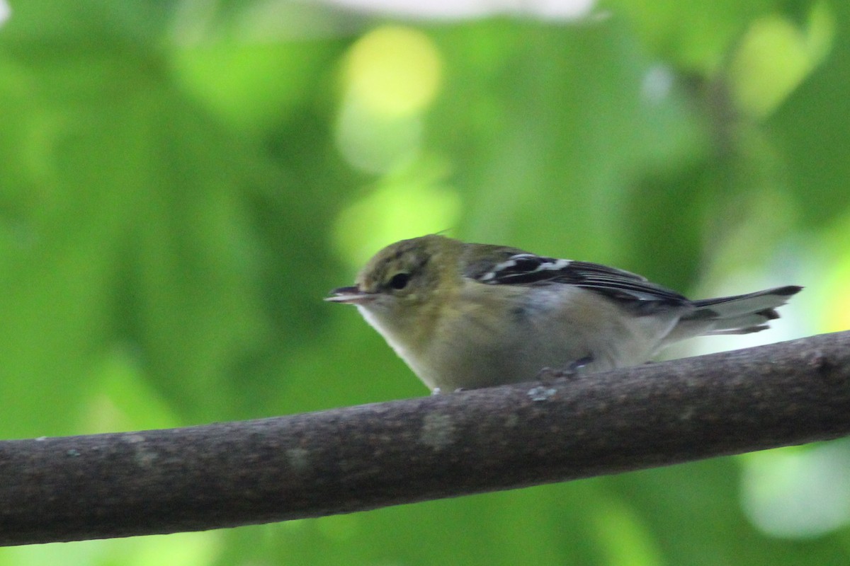 Bay-breasted Warbler - ML181936471