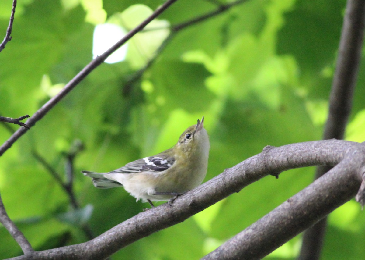 Bay-breasted Warbler - ML181936481