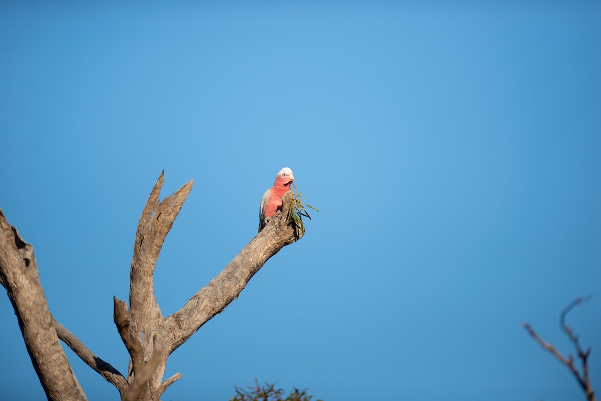 kakadu růžový - ML181937911