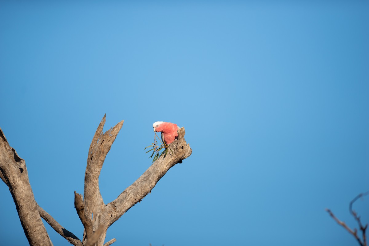 kakadu růžový - ML181937981