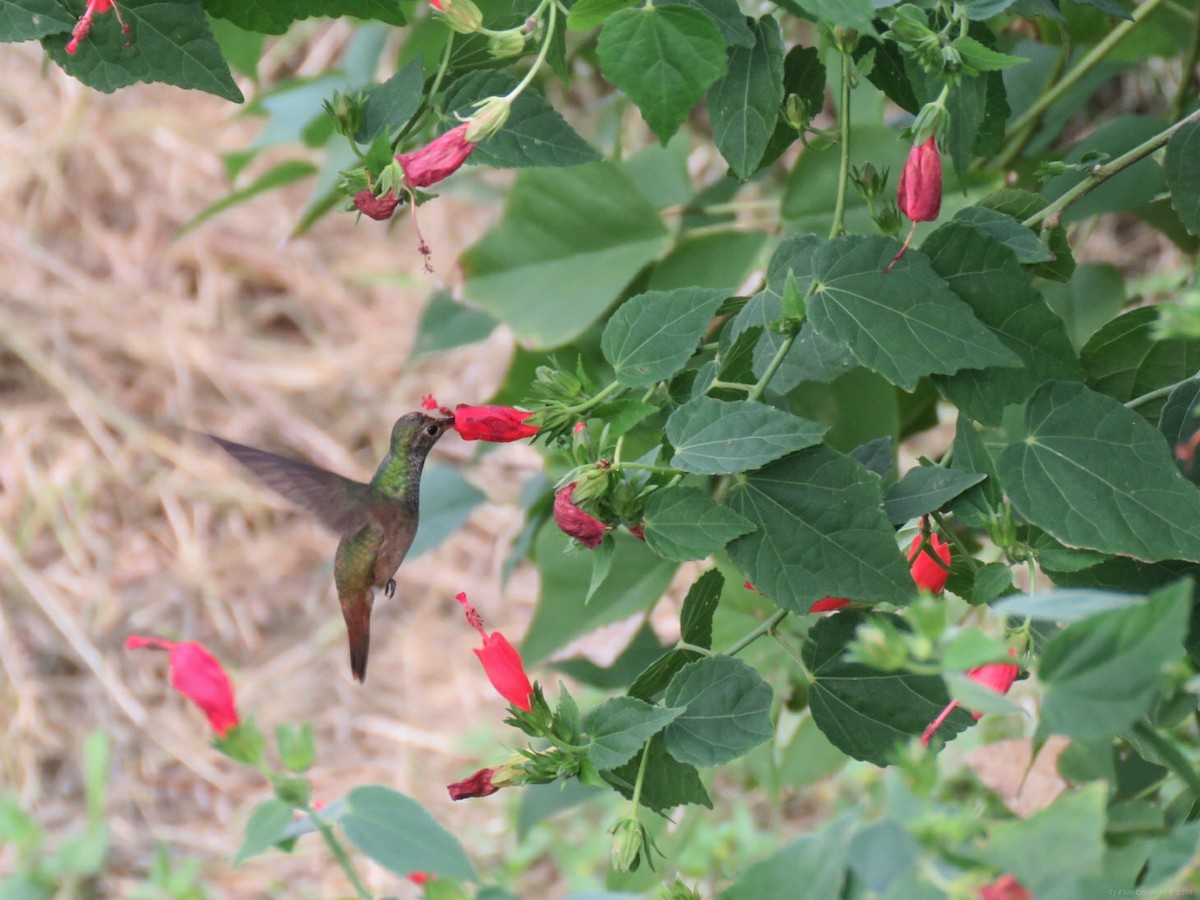Buff-bellied Hummingbird - ML181939141