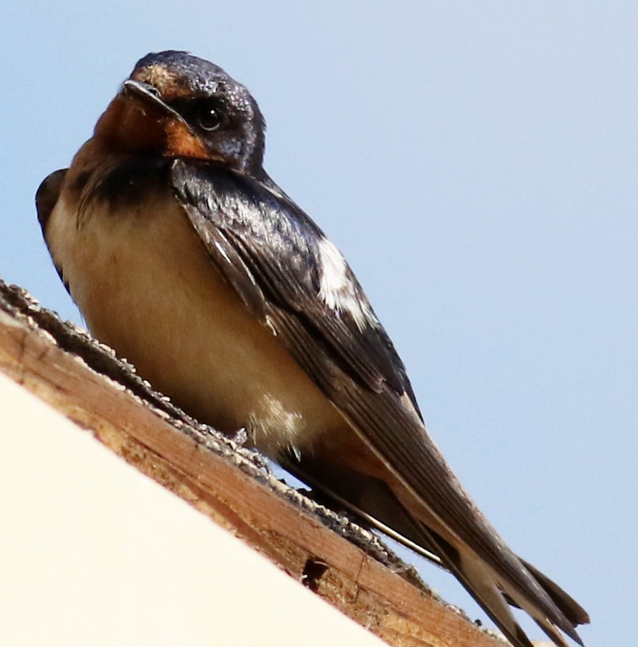 Barn Swallow - ML181941461