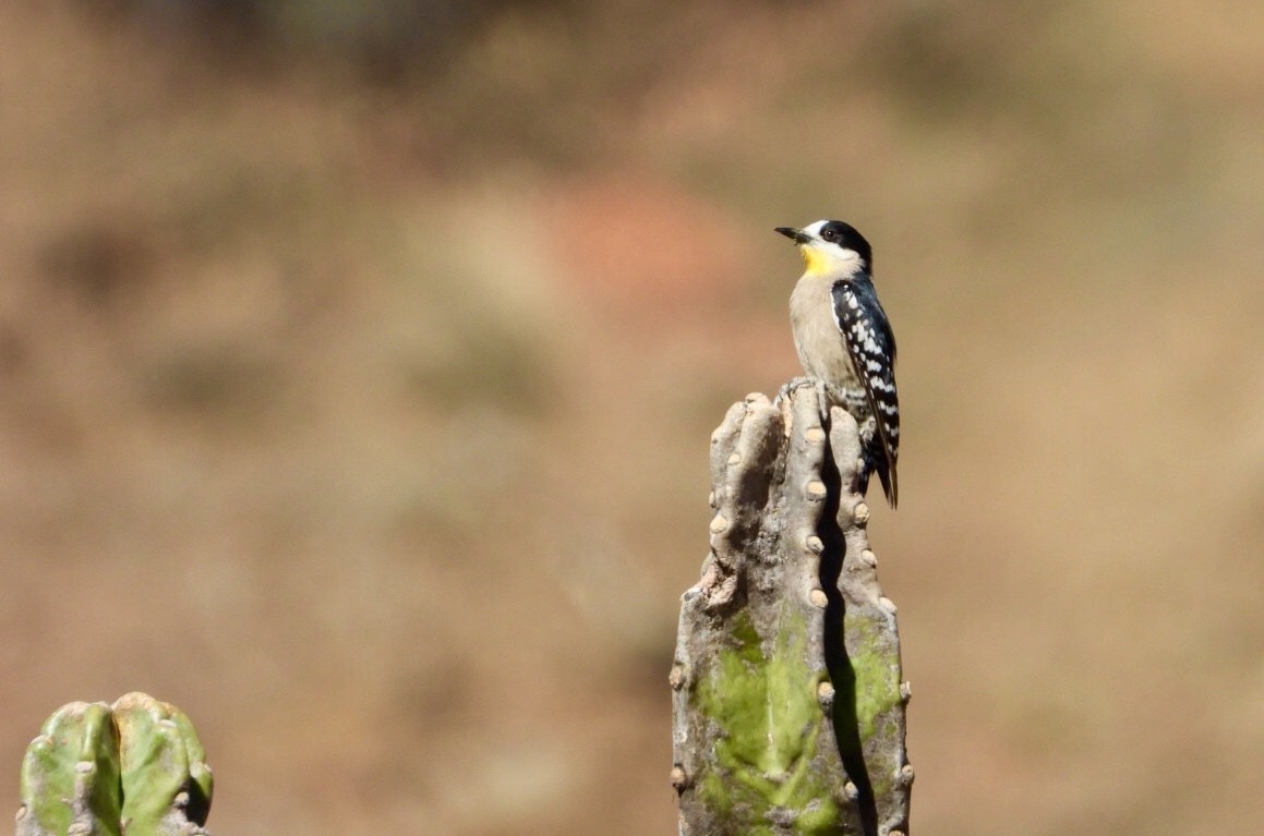 White-fronted Woodpecker - ML181946581