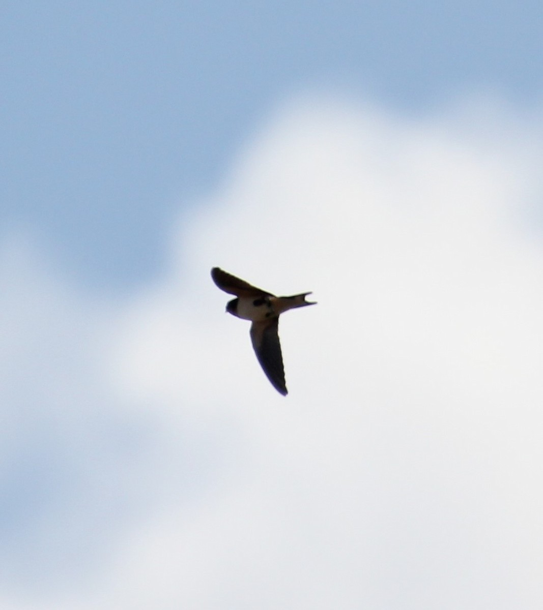 Barn Swallow - Laurel Barnhill