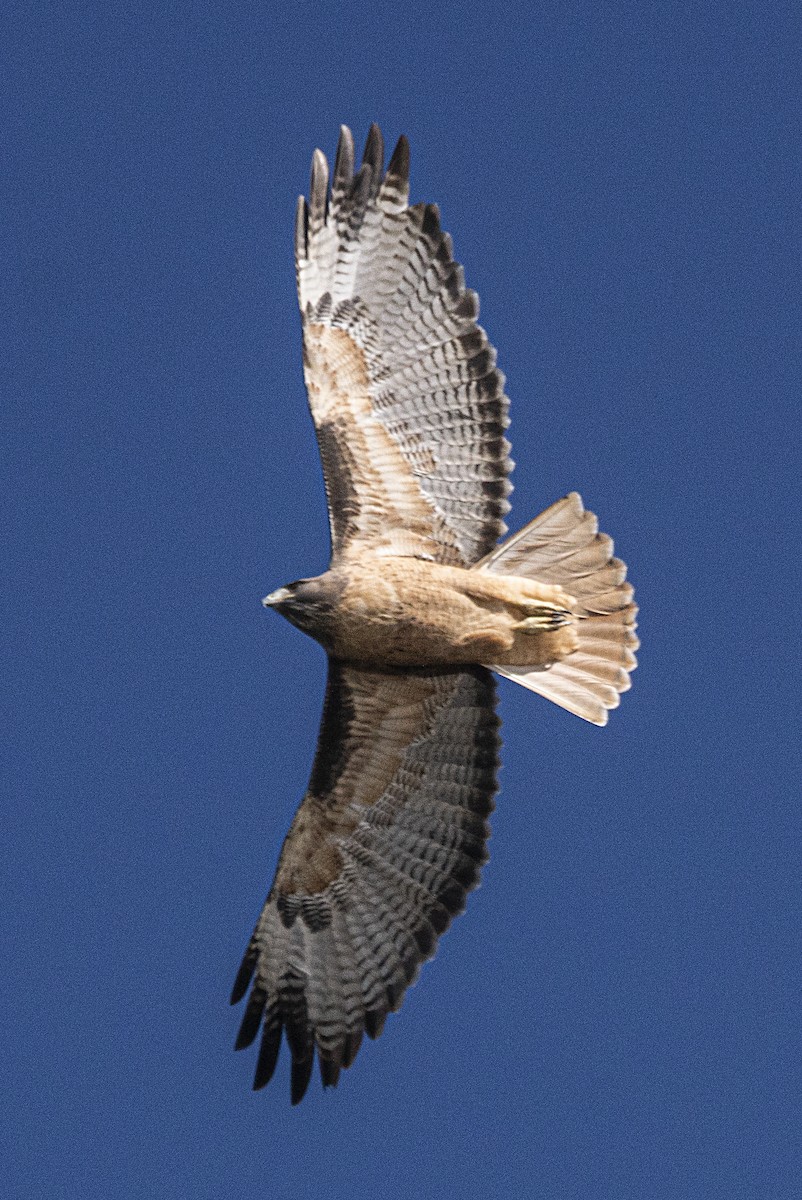 Red-tailed Hawk - ML181955311
