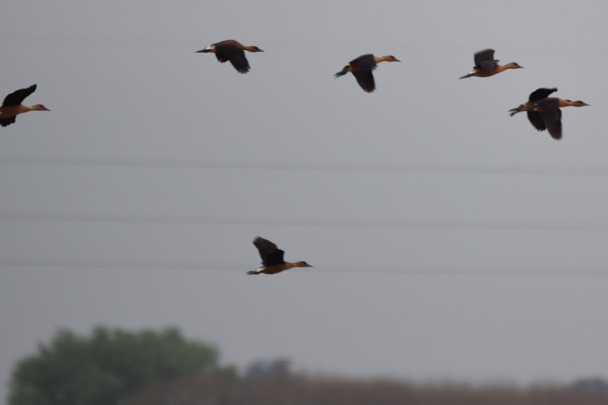 Fulvous Whistling-Duck - ML181957811