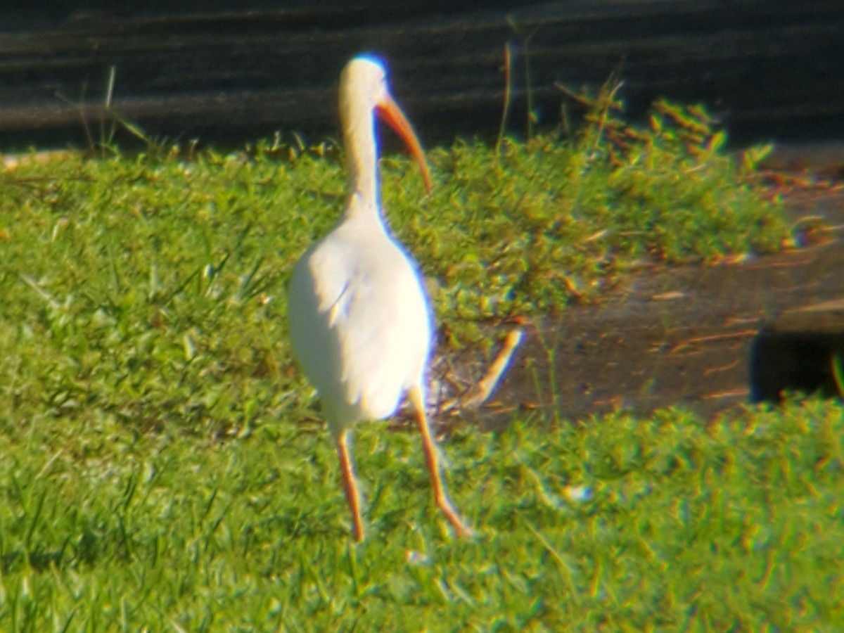 ibis bílý - ML181960621