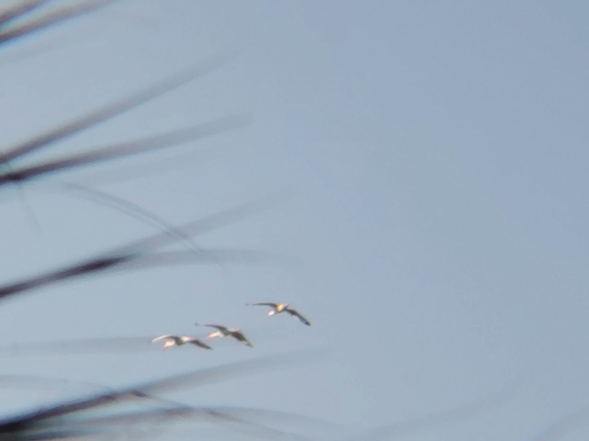 ibis bílý - ML181960931