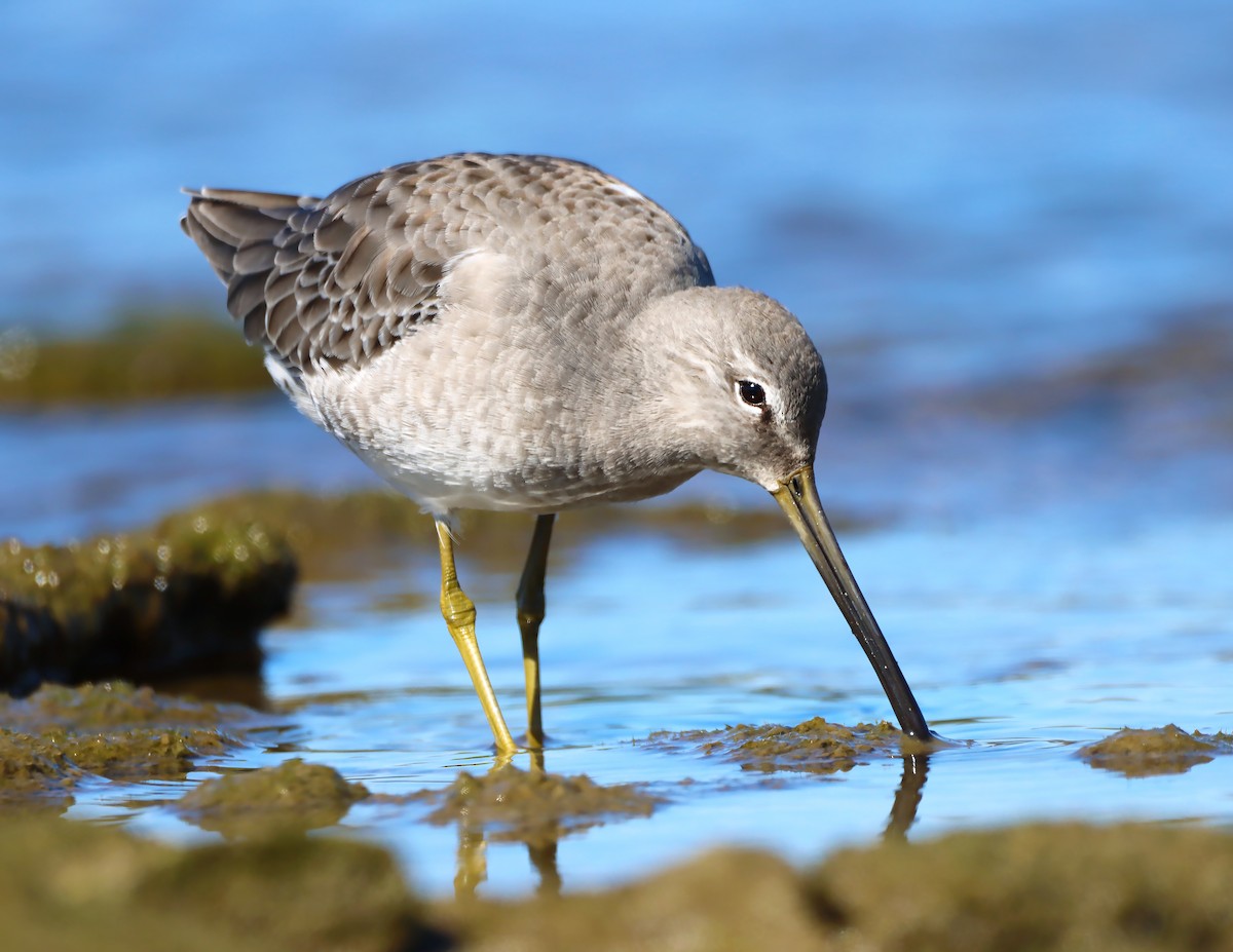 Long-billed Dowitcher - ML181961641