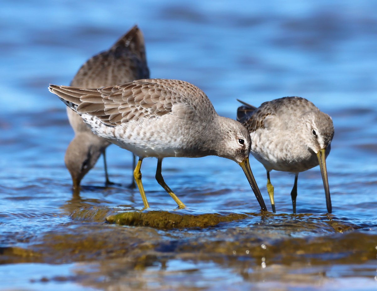 Long-billed Dowitcher - ML181961681