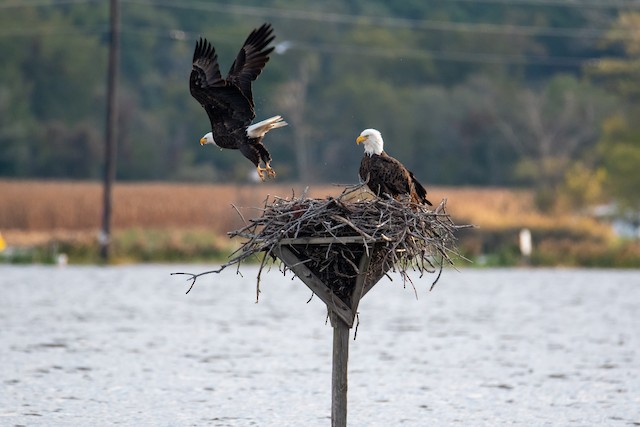 Nest on human made structure. - Bald Eagle - 