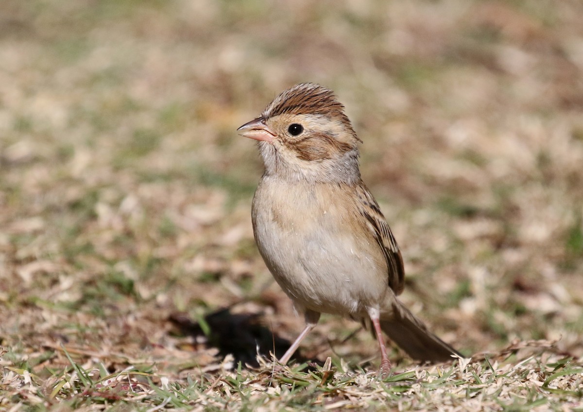 Clay-colored Sparrow - Matthew Grube