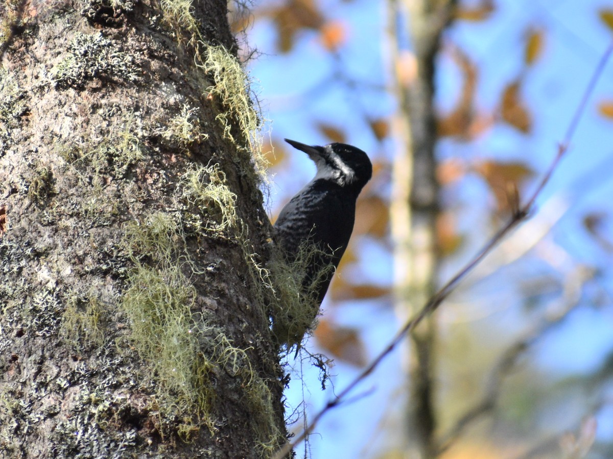 Black-backed Woodpecker - ML181963801