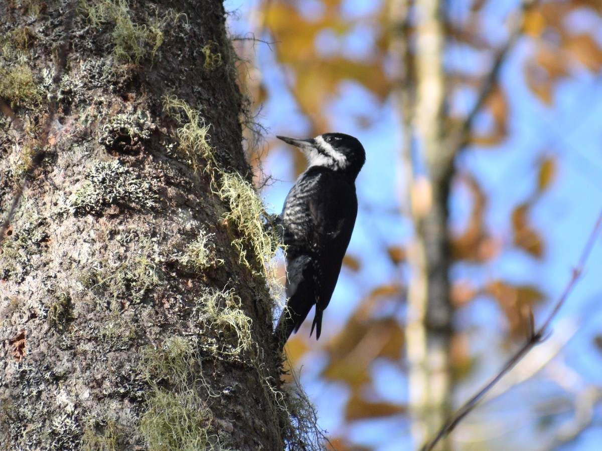 Black-backed Woodpecker - ML181963811