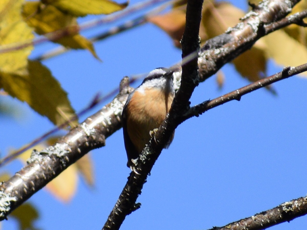 Red-breasted Nuthatch - Patrick McGill