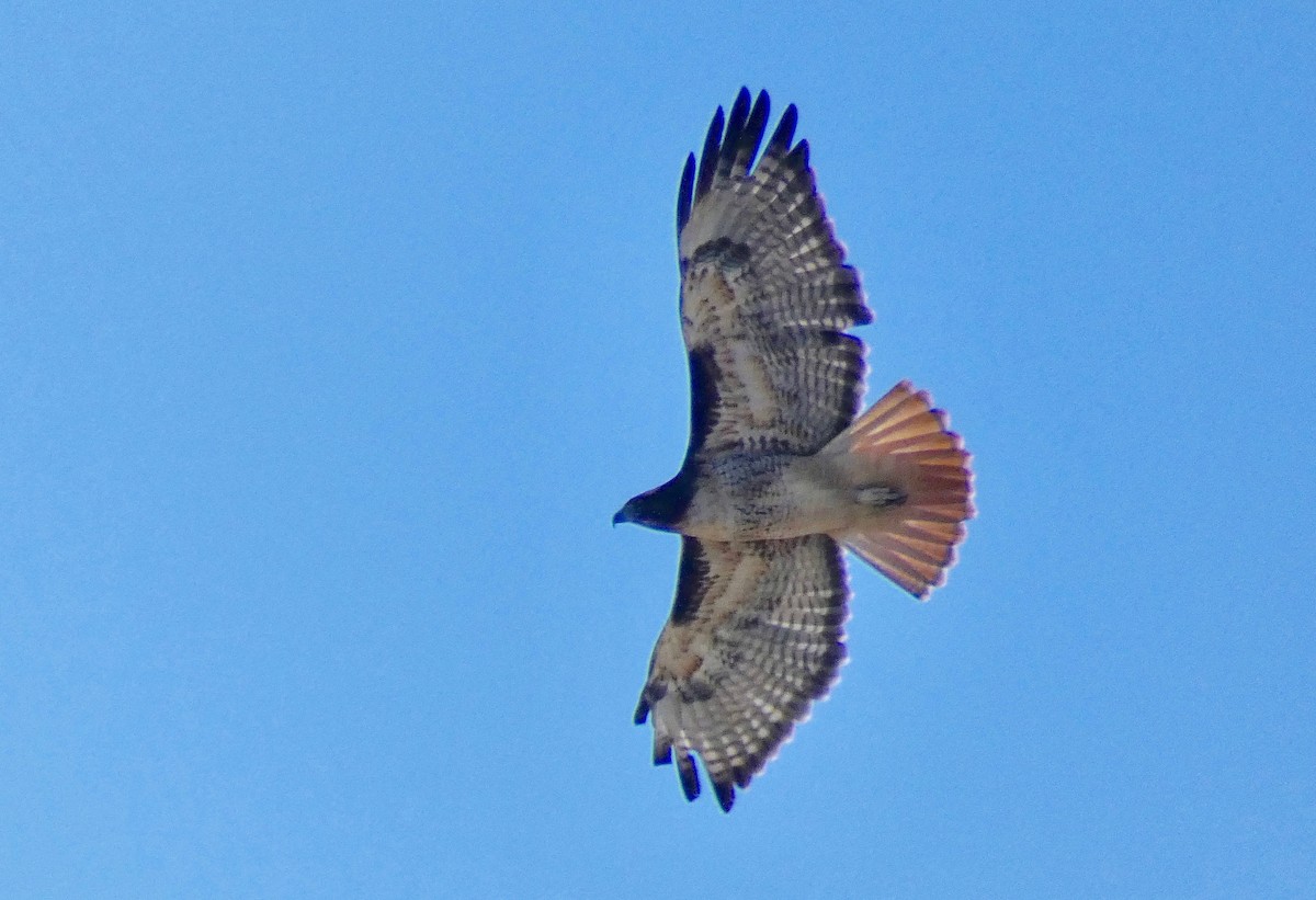 Red-tailed Hawk - ML181966521
