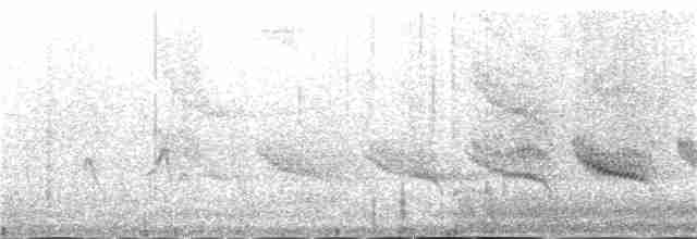 Dominik Palmiyekuşu - ML181972721