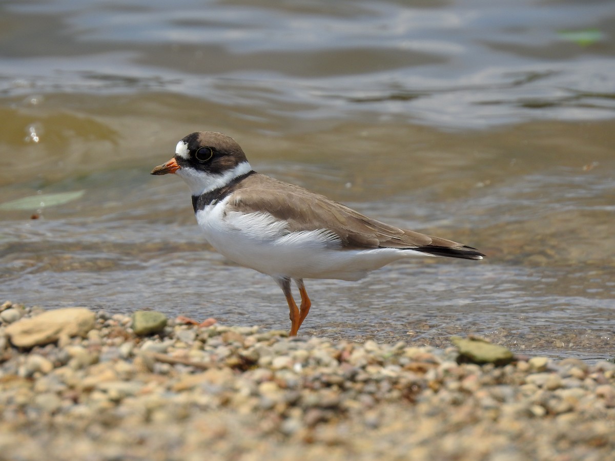 Semipalmated Plover - ML181975321