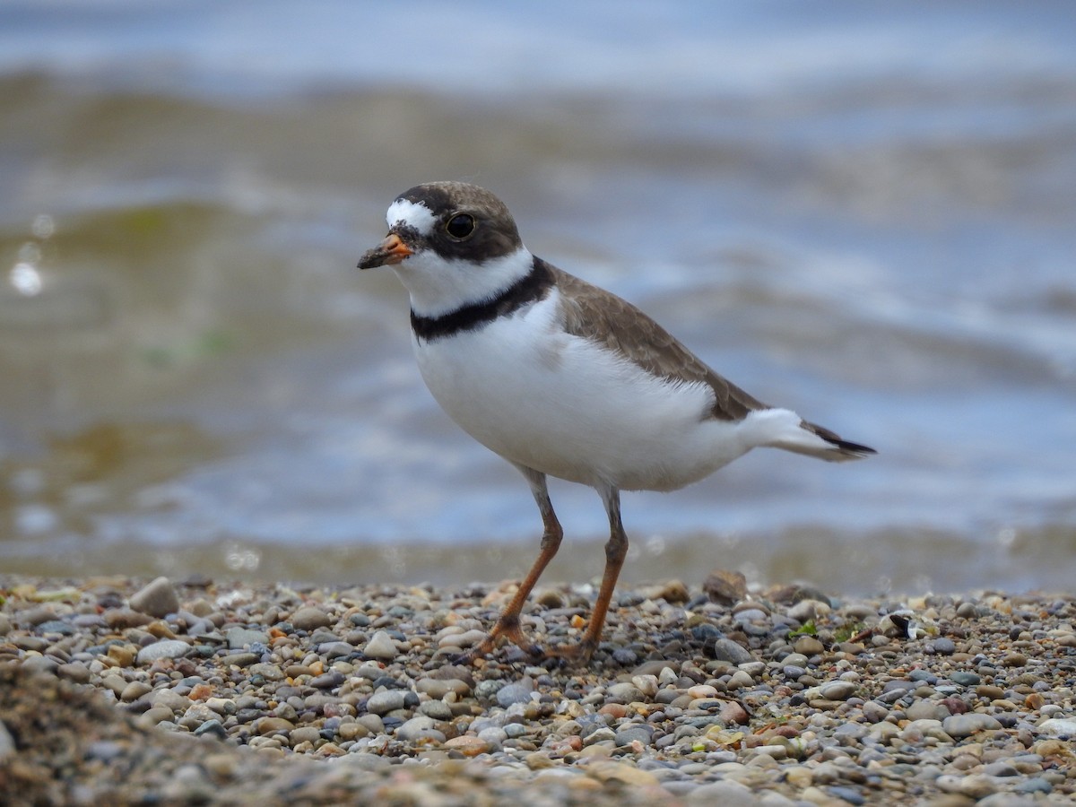 Semipalmated Plover - ML181975351