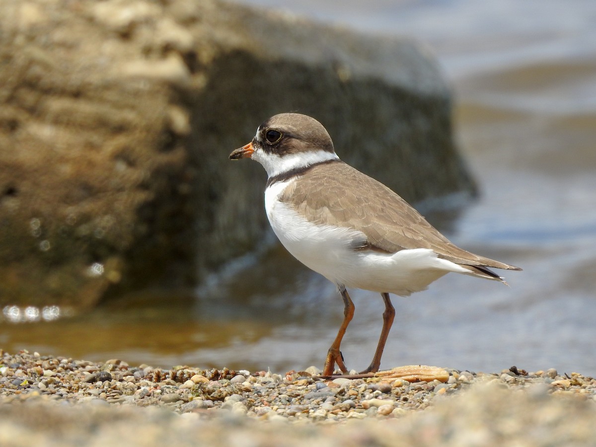 Semipalmated Plover - Reanna Thomas