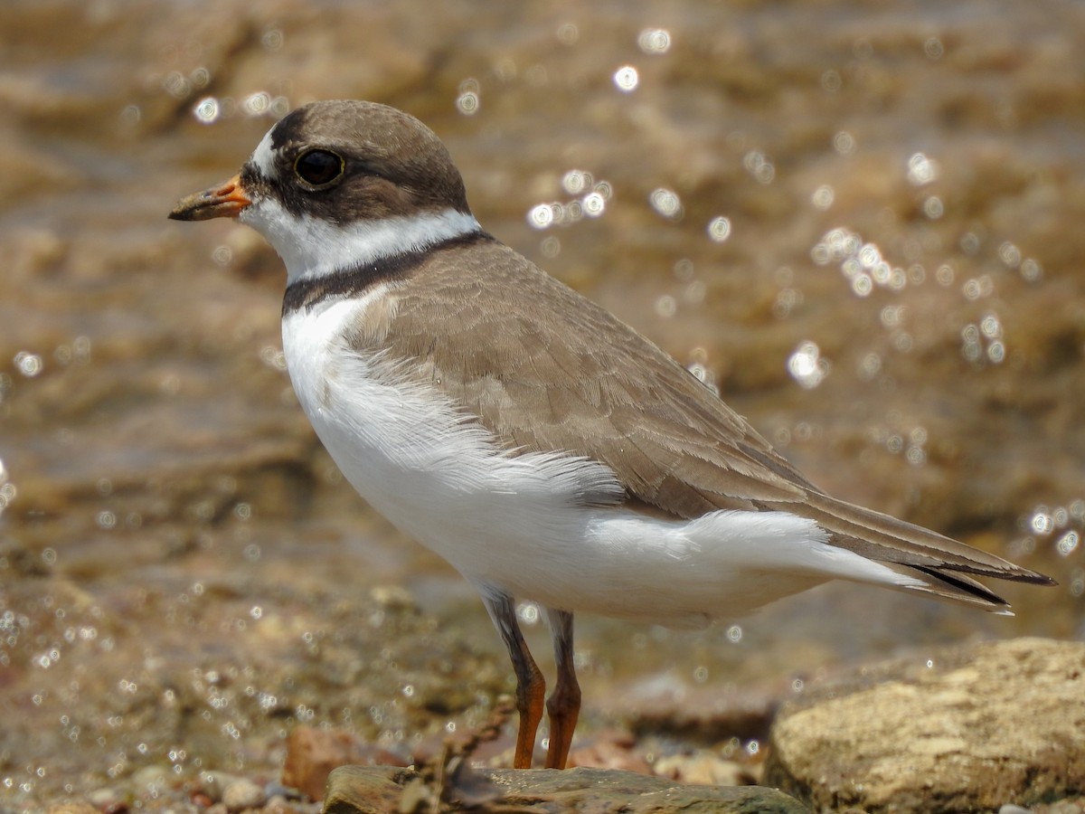 Semipalmated Plover - ML181975431