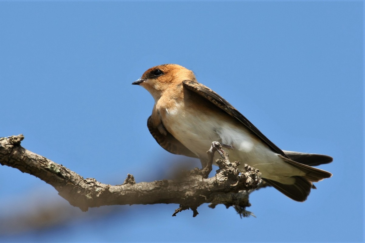 Tawny-headed Swallow - Carl Thomson