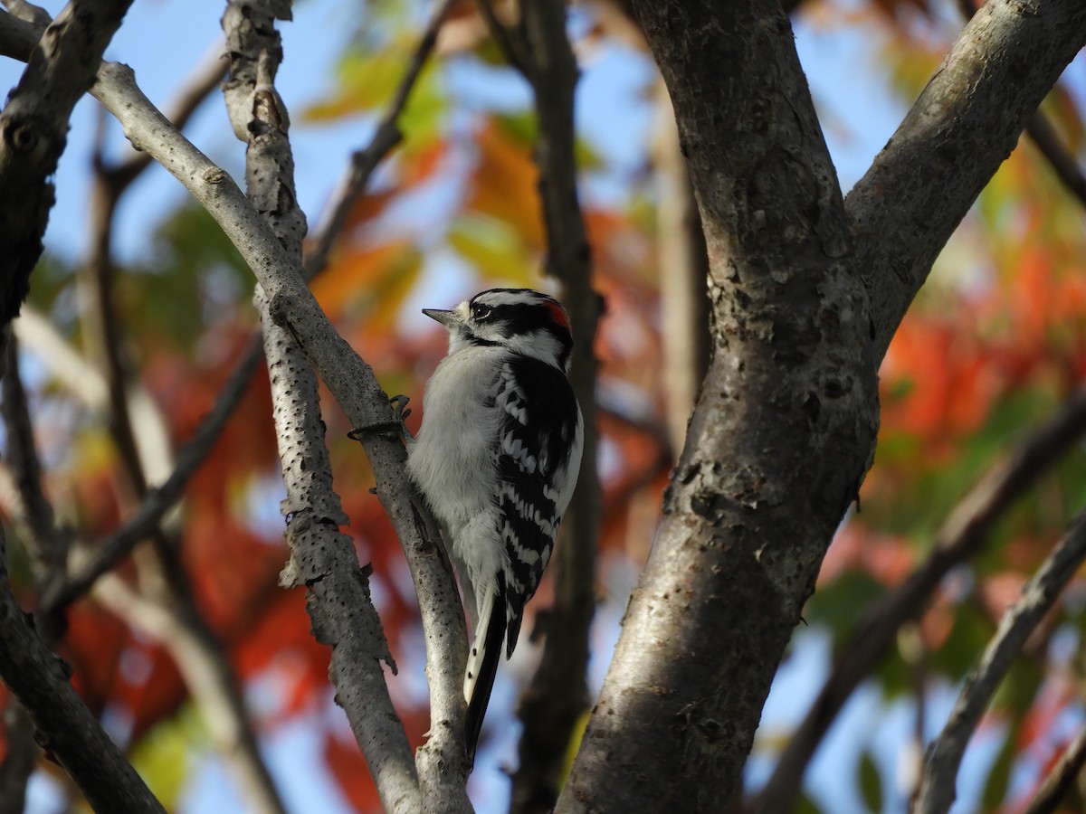 Downy Woodpecker (Eastern) - ML181982821