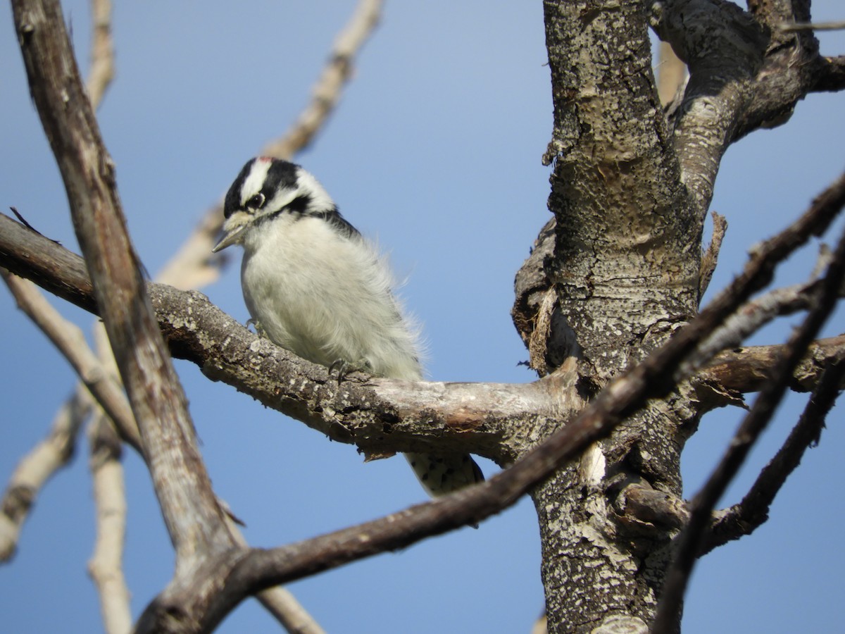 Downy Woodpecker (Eastern) - ML181982831