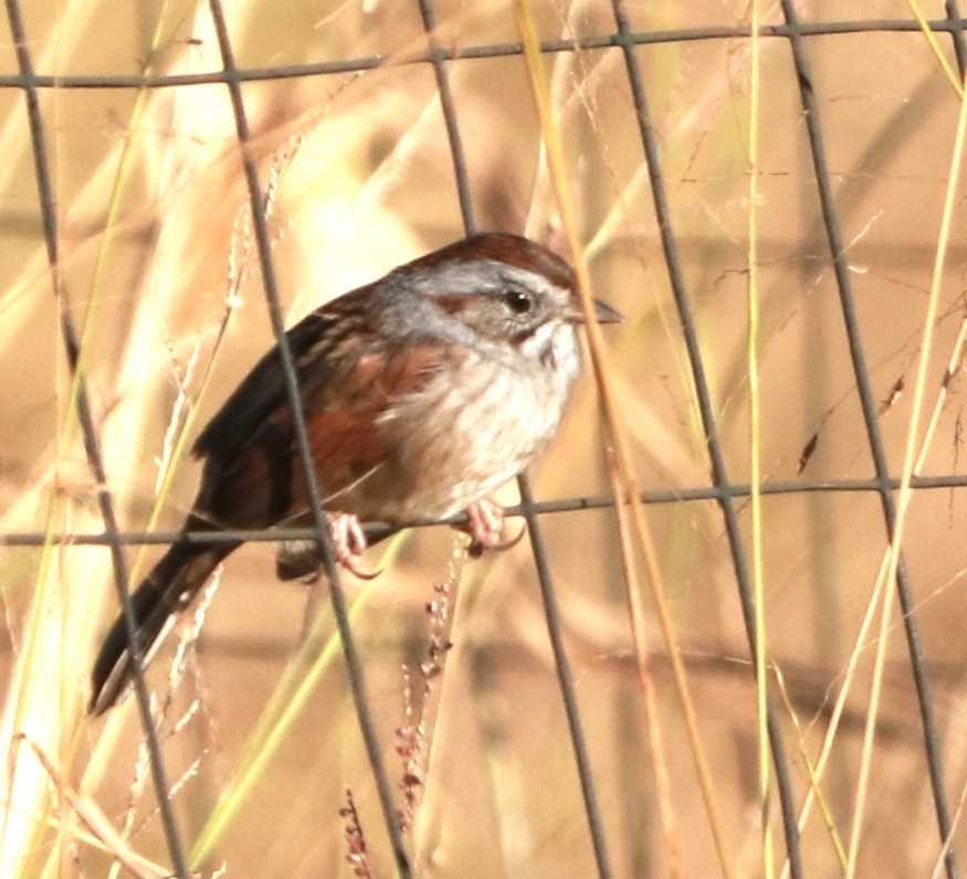 Swamp Sparrow - Zebedee Muller