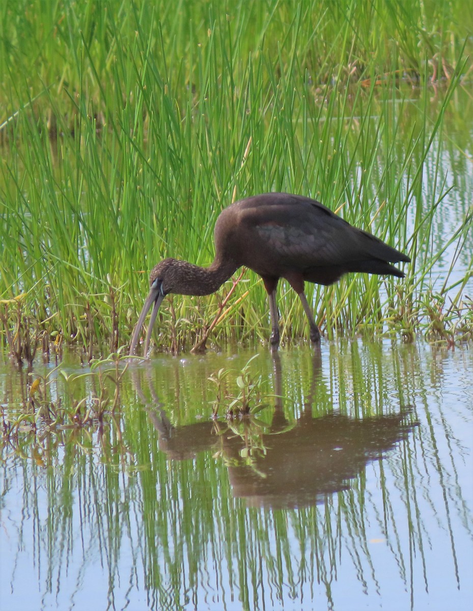 ibis hnědý - ML181985301