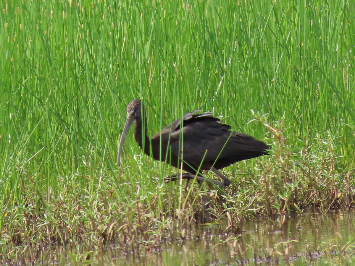 ibis hnědý - ML181985761