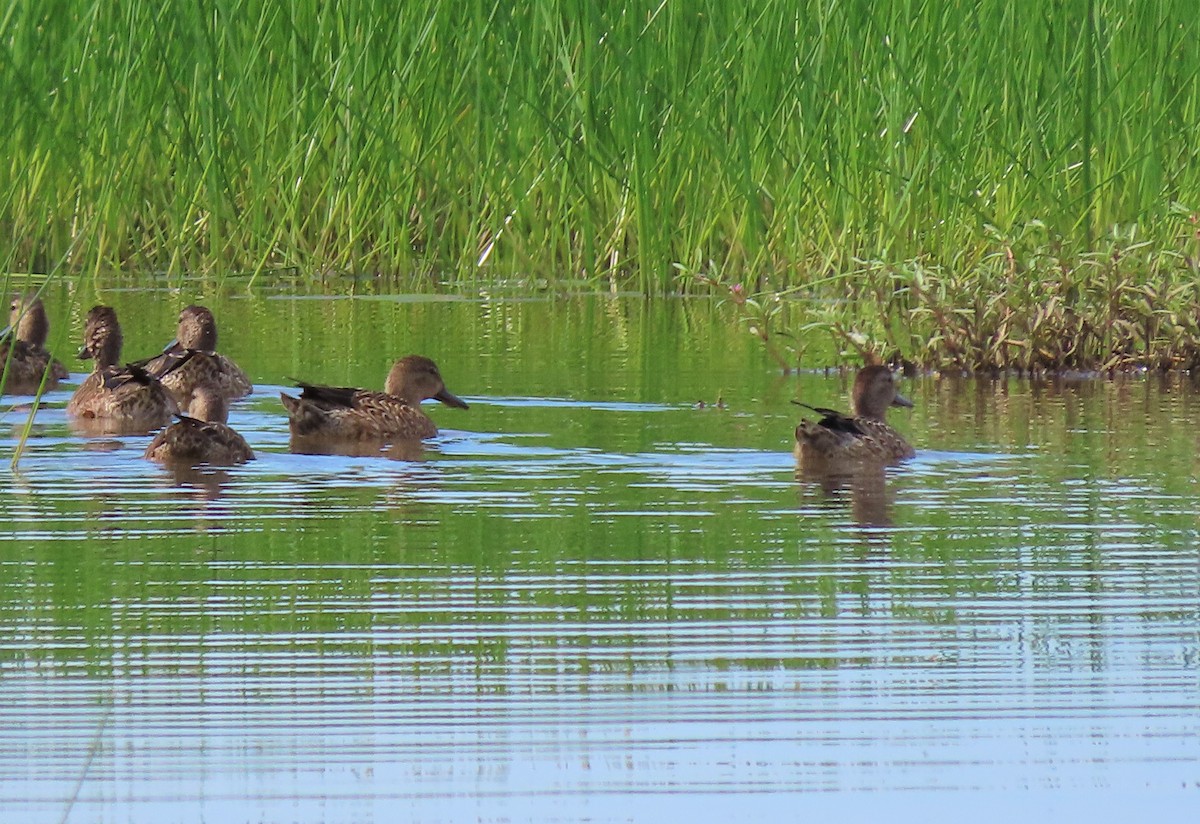 Blue-winged Teal - ML181988751